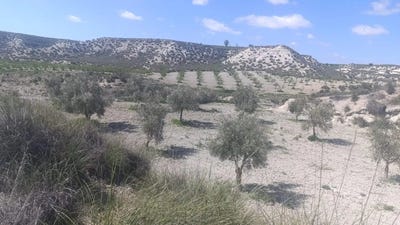 /international/es/castillejar-andalusia-310108760061/