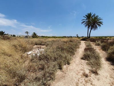 /international/es/elche-elx-valencian-community-310101355679/