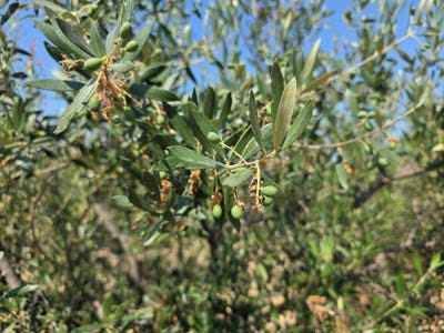 /international/es/ds-valentin-canara-cehegin-region-of-murcia-310108833018/