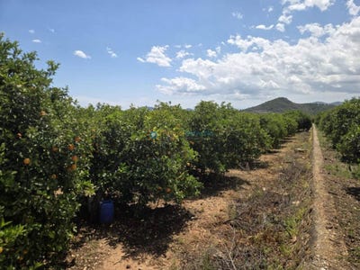 /international/es/oliva-valencian-community-310108669971/