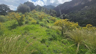 /international/es/guajares-los-andalusia-310106823887/