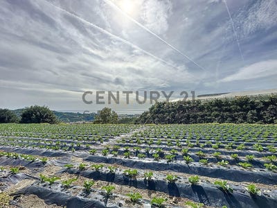 /international/es/algarrobo-andalusia-310097820436/