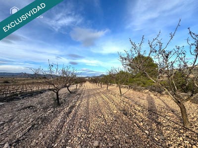 /international/es/monovar-valencian-community-310105739767/