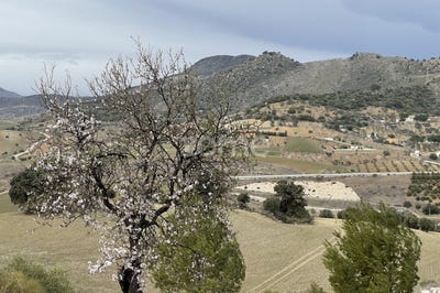 /international/es/av-de-los-pradillos-malaga-andalusia-120074886321/