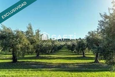 /international/es/campo-de-criptana-castile-la-mancha-310101275471/?lang=en