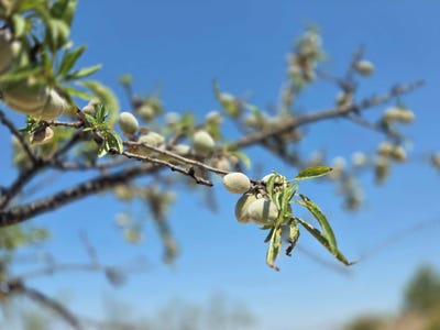 /international/es/ds-valentin-cehegin-region-of-murcia-310108701059/
