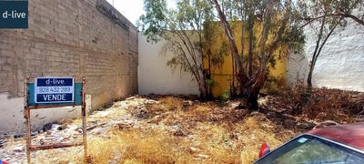 /international/es/arucas-canary-islands-310097671877/