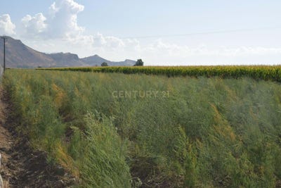 /international/es/pinos-puente-andalusia-310103538142/