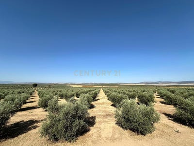 /international/es/fuente-de-piedra-andalusia-310101078687/?lang=zh-cn