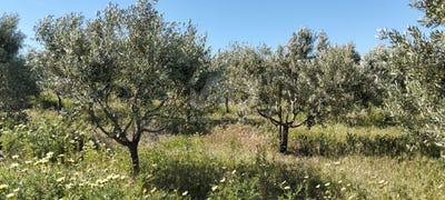/international/es/poligono-39-parcela-251-lebrija-andalusia-310107322987/
