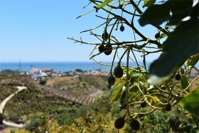 /international/es/almayate-bajo-andalusia-310100376957/