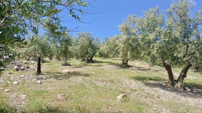 /international/es/coin-andalusia-310100855382/