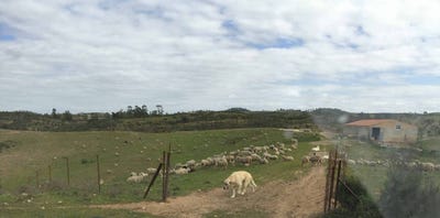 /international/es/valverde-del-camino-andalusia-310106777350/