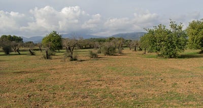 /international/es/cami-de-can-cabrians-llucmajor-balearic-islands-310101736636/