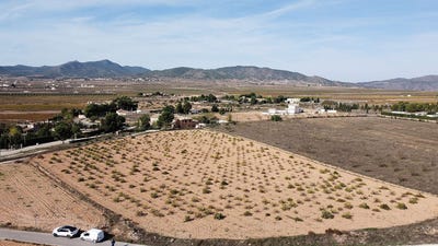 /international/es/pinoso-valencian-community-310106399295/
