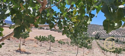/international/es/ronda-andalusia-310101375479/?lang=zh-tw