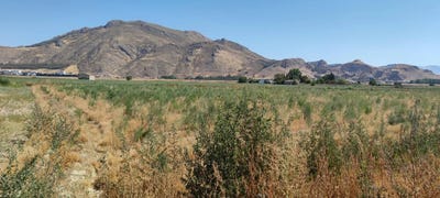 /international/es/pinos-puente-andalusia-310101035337/?lang=zh-tw