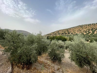 /international/es/illora-andalusia-310109579394/