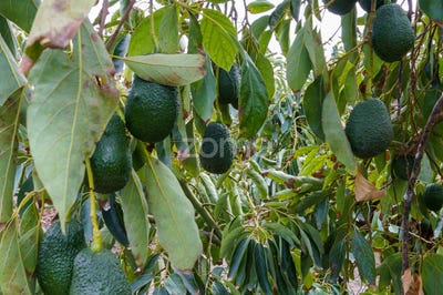 /international/es/arroyo-moneda-malaga-andalusia-120077568760/