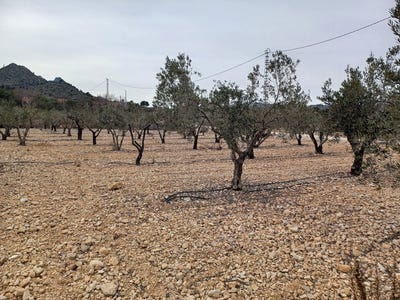 /international/es/la-romana-valencian-community-310106993511/