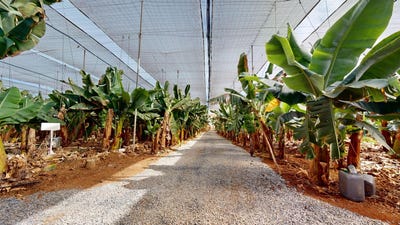 /international/es/galdar-canary-islands-310107469848/
