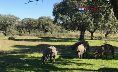 /international/es/badajoz-extremadura-310107911637/