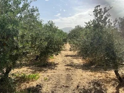 /international/es/zubia-la-andalusia-310100637724/