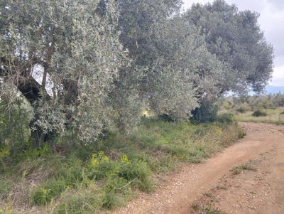 /international/es/poligono-29-parcela-94-rojal-tivenys-catalonia-310104631885/