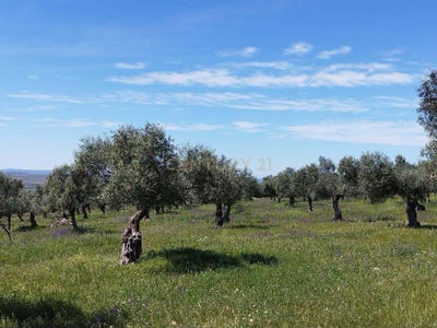/international/es/zalamea-de-la-serena-extremadura-310108642345/