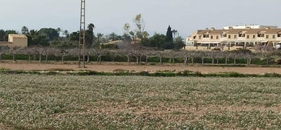 /international/es/elche-valencian-community-310101514073/