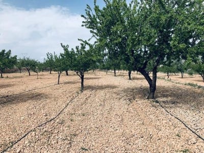 /international/es/la-romana-valencian-community-310108900233/