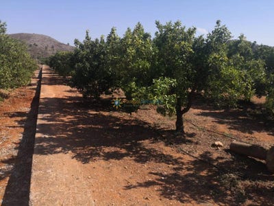 /international/es/oliva-valencian-community-310108758348/