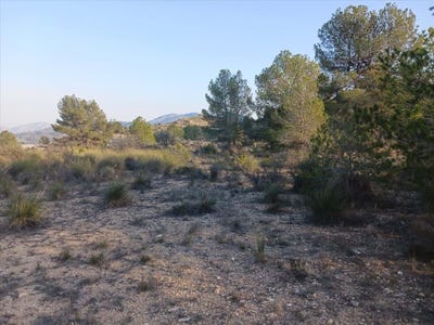 /international/es/monovar-monover-valencian-community-310101411273/