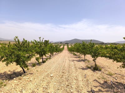 /international/es/pinoso-valencian-community-310107906999/