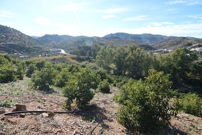 /international/es/coin-andalusia-310100907568/