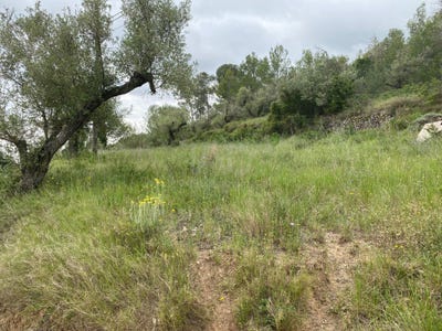 /international/es/cami-de-maspujols-castellvell-del-camp-catalonia-310108940515/