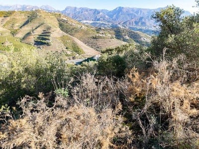 /international/es/torrox-andalusia-310100741741/