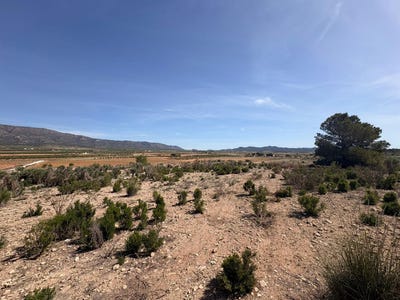 /international/es/pinoso-valencian-community-310108863437/
