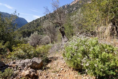 /international/es/soller-balearic-islands-310107968482/