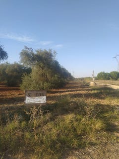 /international/es/almensilla-andalusia-310101561995/?lang=de