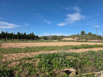/international/es/diseminado-palmera-calasparra-region-of-murcia-310108319392/
