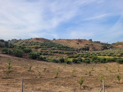 /international/es/guaro-andalusia-120082012168/