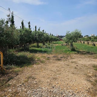 /international/es/cami-vell-de-llucmajor-palma-balearic-islands-310108401314/