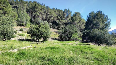/international/es/partida-de-seguili-murla-valencian-community-310106404710/
