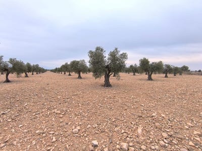 /international/es/yecla-region-of-murcia-310100738375/