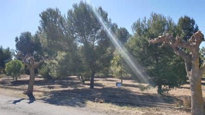 /international/es/beneixama-valencian-community-310100736117/
