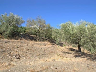 /international/es/canillas-de-albaida-andalusia-310100739274/