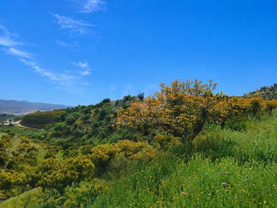 /international/es/velez-malaga-andalusia-310108276569/