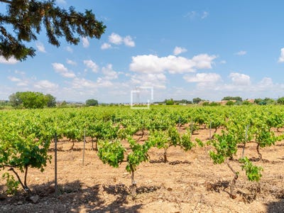 /international/es/requena-valencian-community-310109176178/