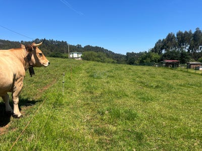 /international/es/caserio-la-buria-castrillon-asturias-310108263422/